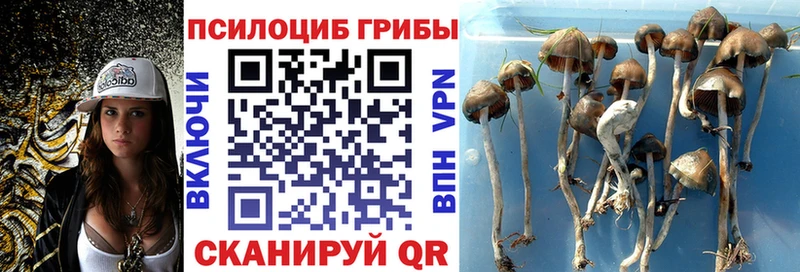 KRAKEN ССЫЛКА  Екатеринбург  Псилоцибиновые грибы MAGIC MUSHROOMS 